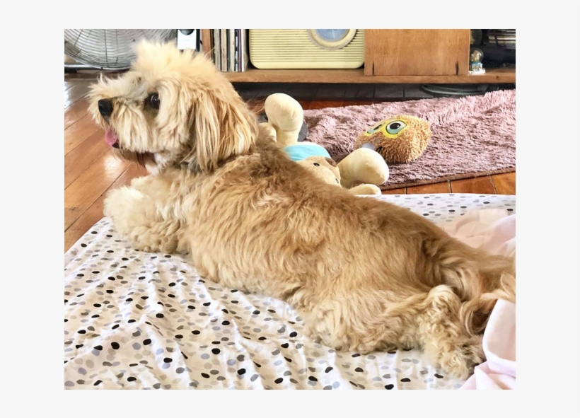 Adam - Cavachon, transparent png download