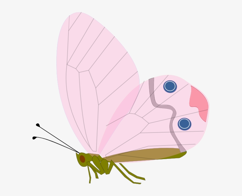 Cycle Of A Butterfly Pink, transparent png download