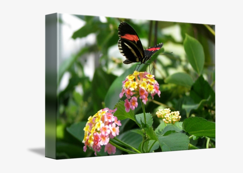 Butterfly Pink And Yellow By Lisa W - Lantana Camara, transparent png download