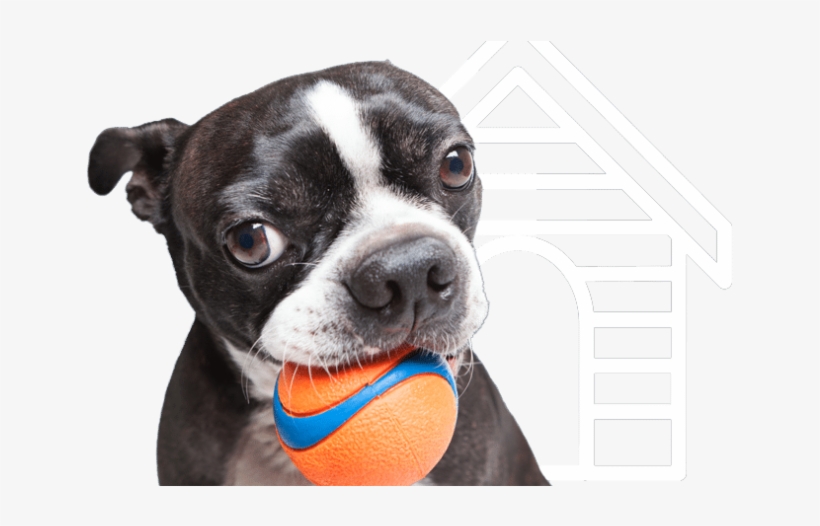 Northern Va Pet Sitting Company Provides Dog Walking - Boston Terrier, transparent png download