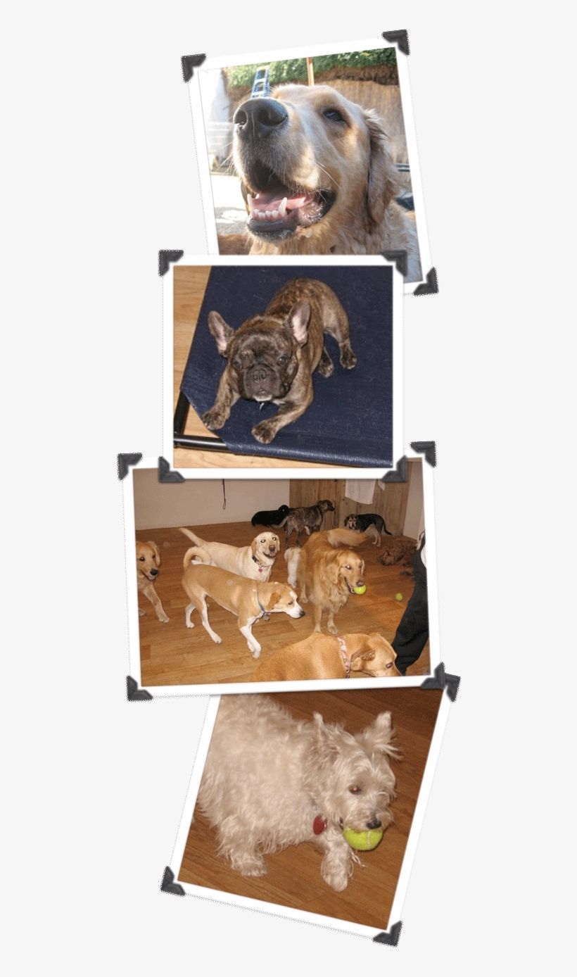 Clipart Free Library About Day Care Boarding Santa - Boxer, transparent png download