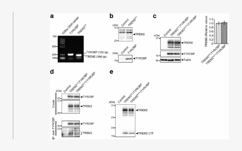 Establishment Of Transgenic Flies Co-expressing Trem2 - Diagram, transparent png download