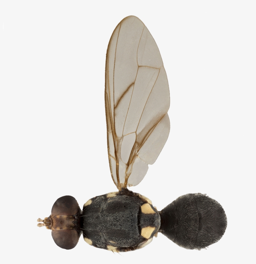 Fruit Fly Bactrocera Obliqua - Insect, transparent png download