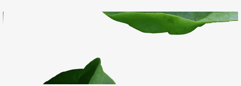 Banner 1 - Tree, transparent png download