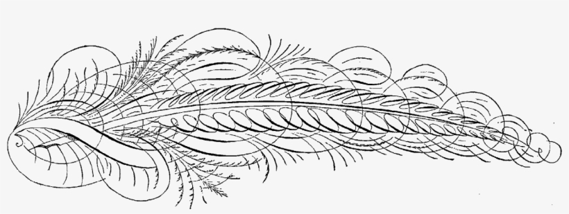 Antique Calligraphy Feather Drawing Download Png - Line Art, transparent png download
