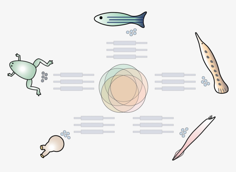 Yartseva V, Takacs Cm, Vejnar Ce, Lee Mt‡, Gira, transparent png download