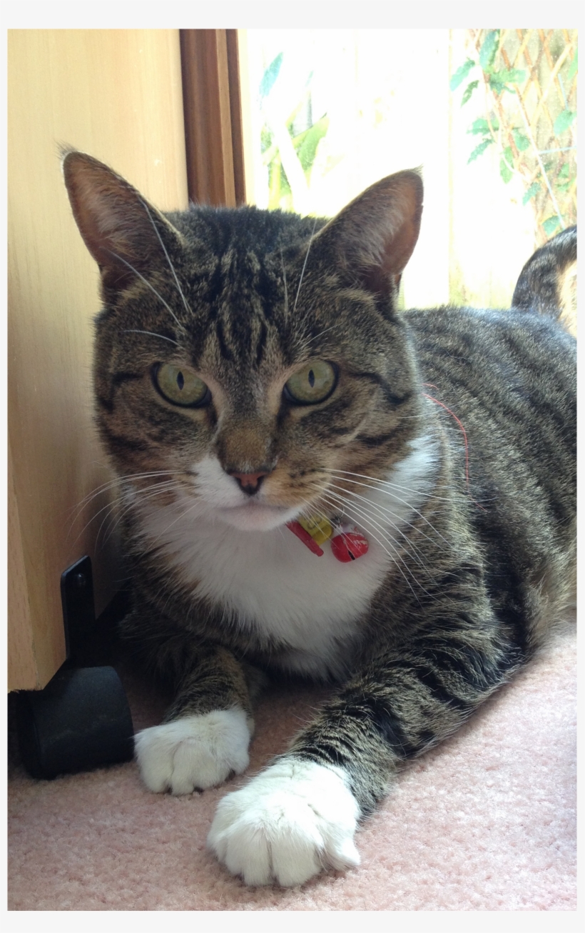 Smudge Cat - Domestic Short-haired Cat, transparent png download