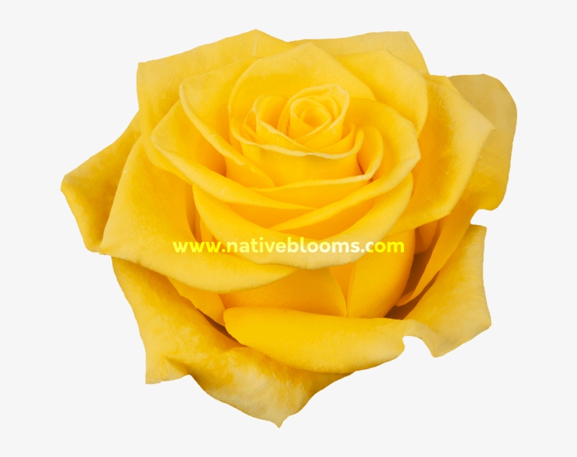 New Yellow Roses - Floribunda, transparent png download