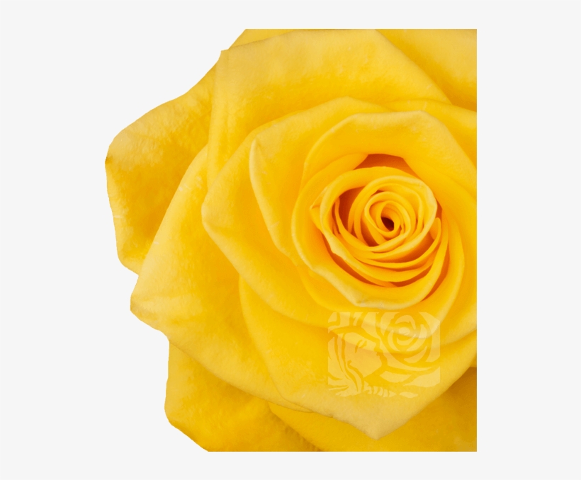 Yellow Roses - Garden Roses, transparent png download