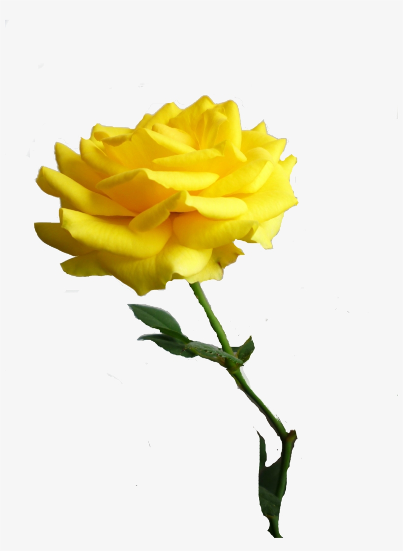 Floribunda, transparent png download