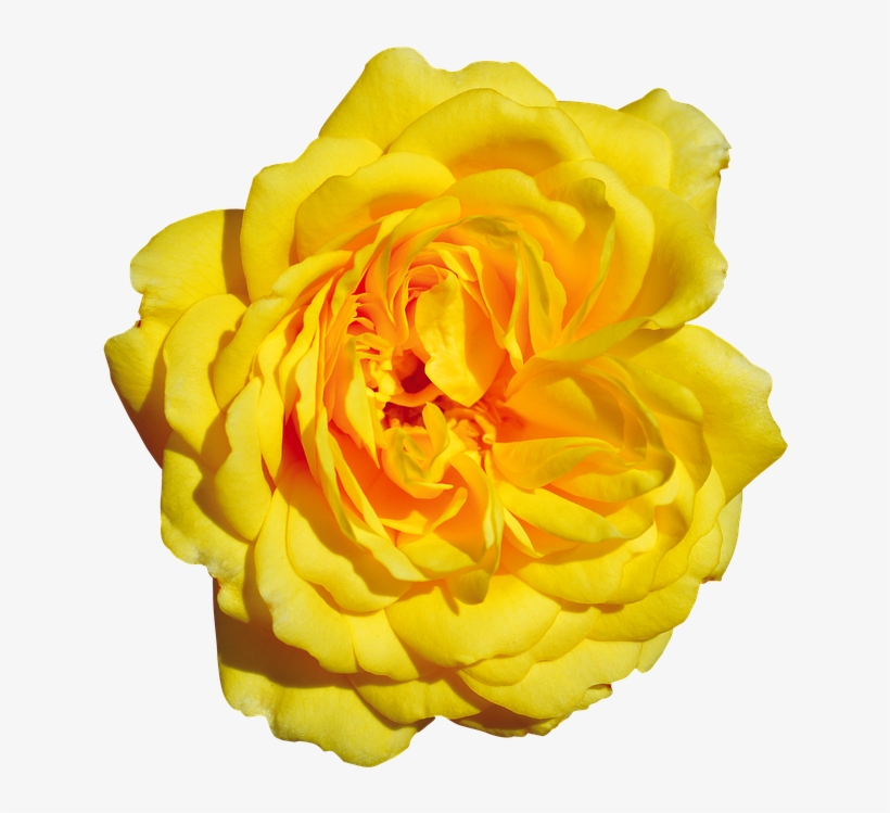 Rose, Yellow, Free, Blossom, Bloom - Garden Roses, transparent png download