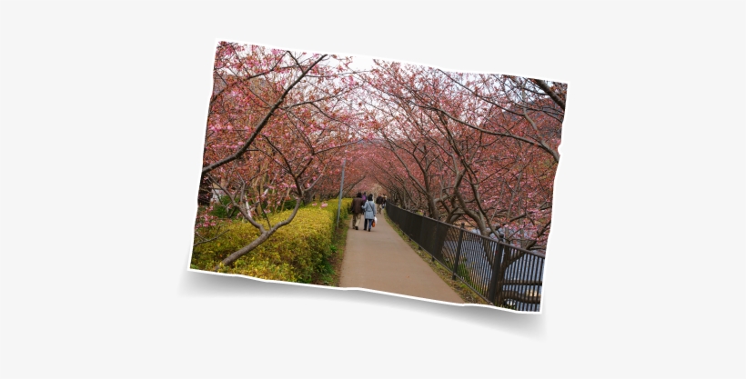 Kawazukawazu Riverbank - Cherry Blossom, transparent png download