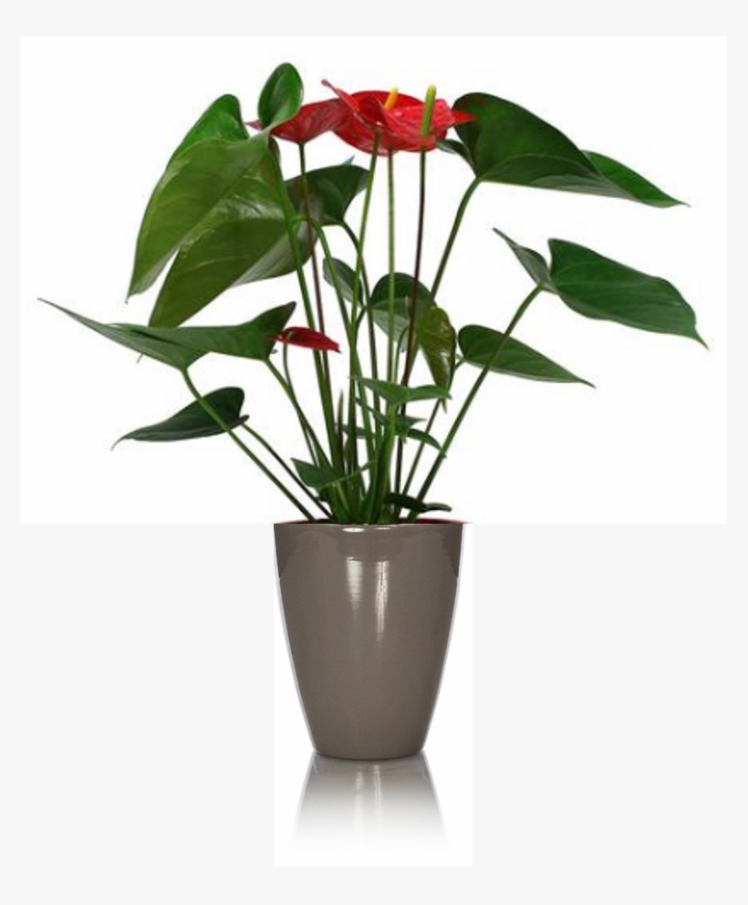 Rustic Anthurium - Laceleaf, transparent png download