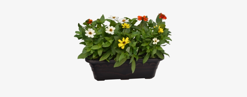 Planter Box Clip Stock - Mandevilla, transparent png download