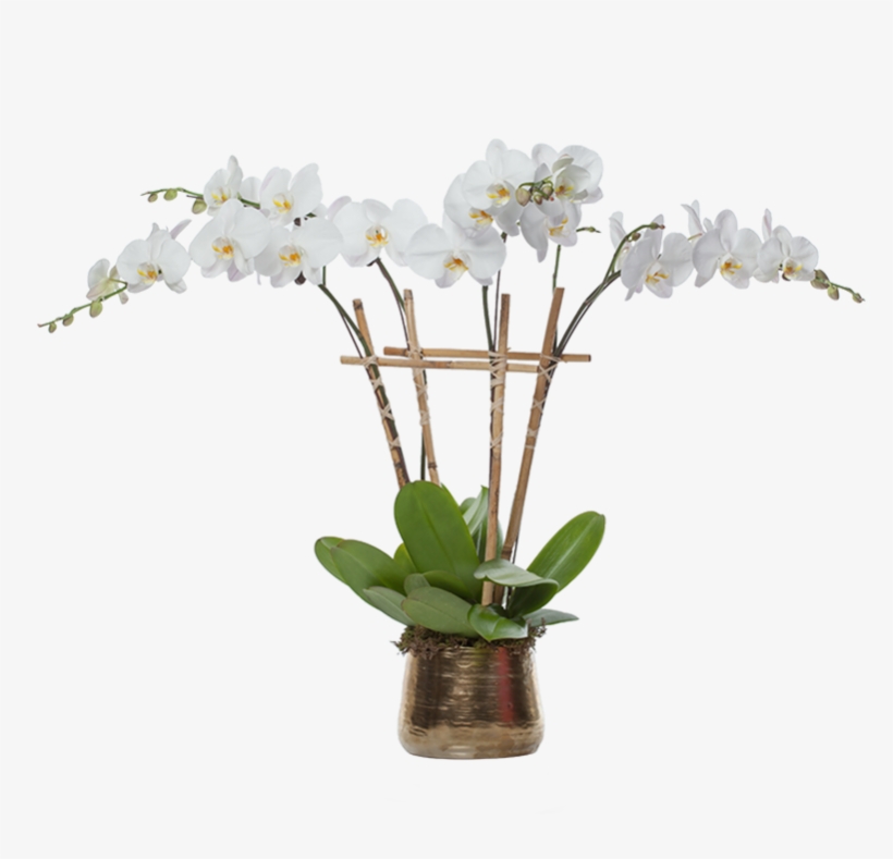 Multiple Orchid Planter - Orchid In Planter Png, transparent png download