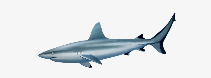 Grey Reef Shark Png, transparent png download
