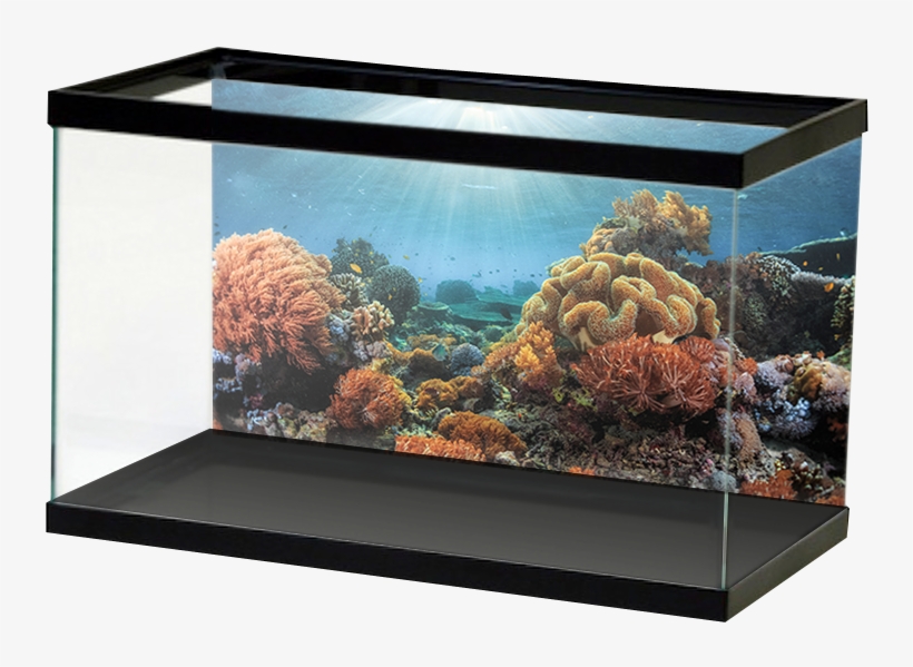 Aquariumvinyl Brightsunnycoralreef, transparent png download