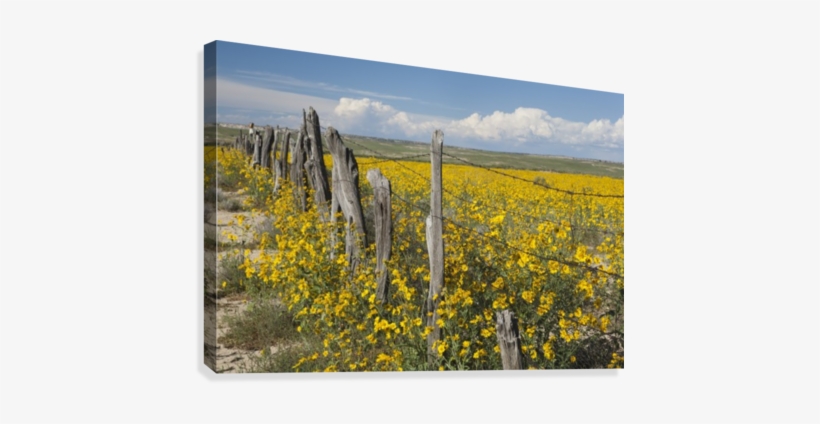 Wildflowers Surround Rustic Barb Wire Fence In The - Wildflowers Surround Rustic Barb Wire Fence Ponton, transparent png download