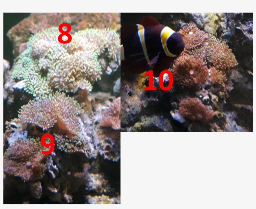 8910 - Underwater, transparent png download