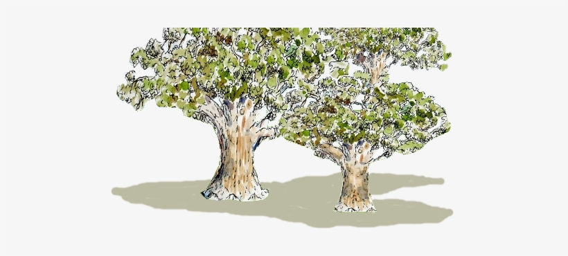 Flowers In Logo Live Oak Trees In Logo - Gambel Oak, transparent png download