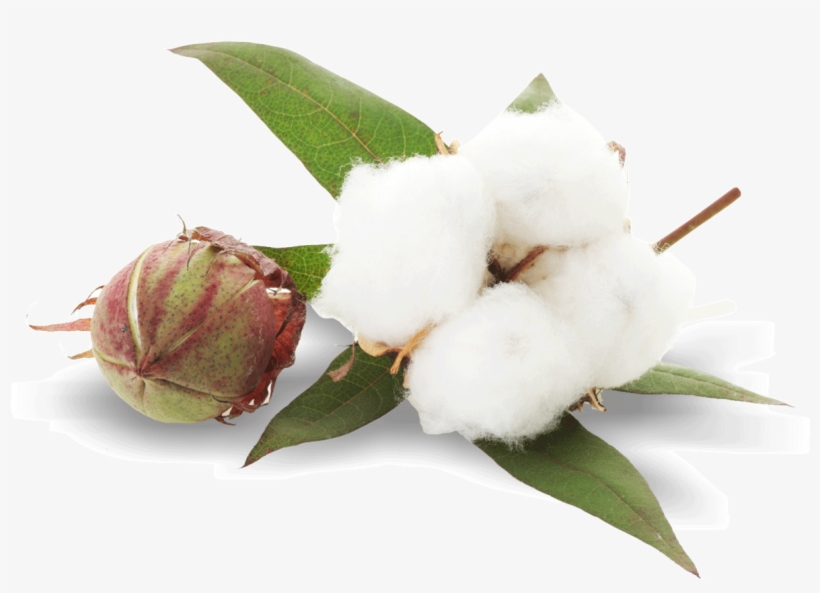 Cotton Plant Png Image - Cotton Plant Png, transparent png download