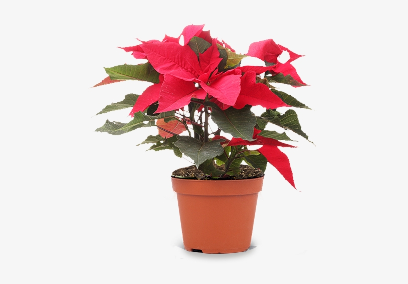 Seasonal Plants - Flowerpot, transparent png download