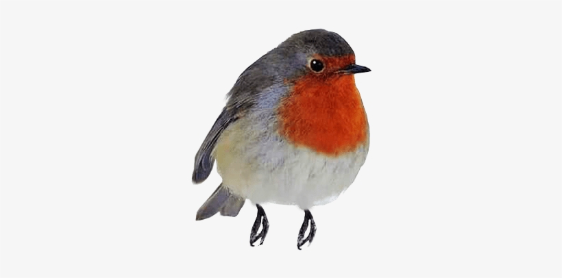 Robin Red Breast Png, transparent png download