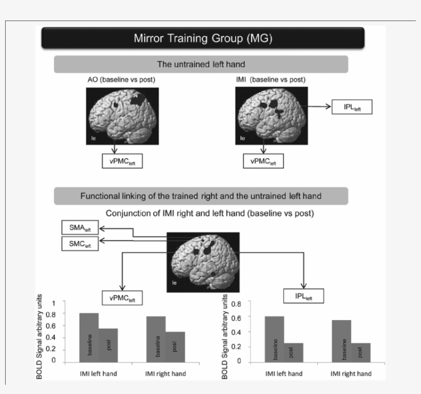 The Mirror Training Group - Diagram, transparent png download