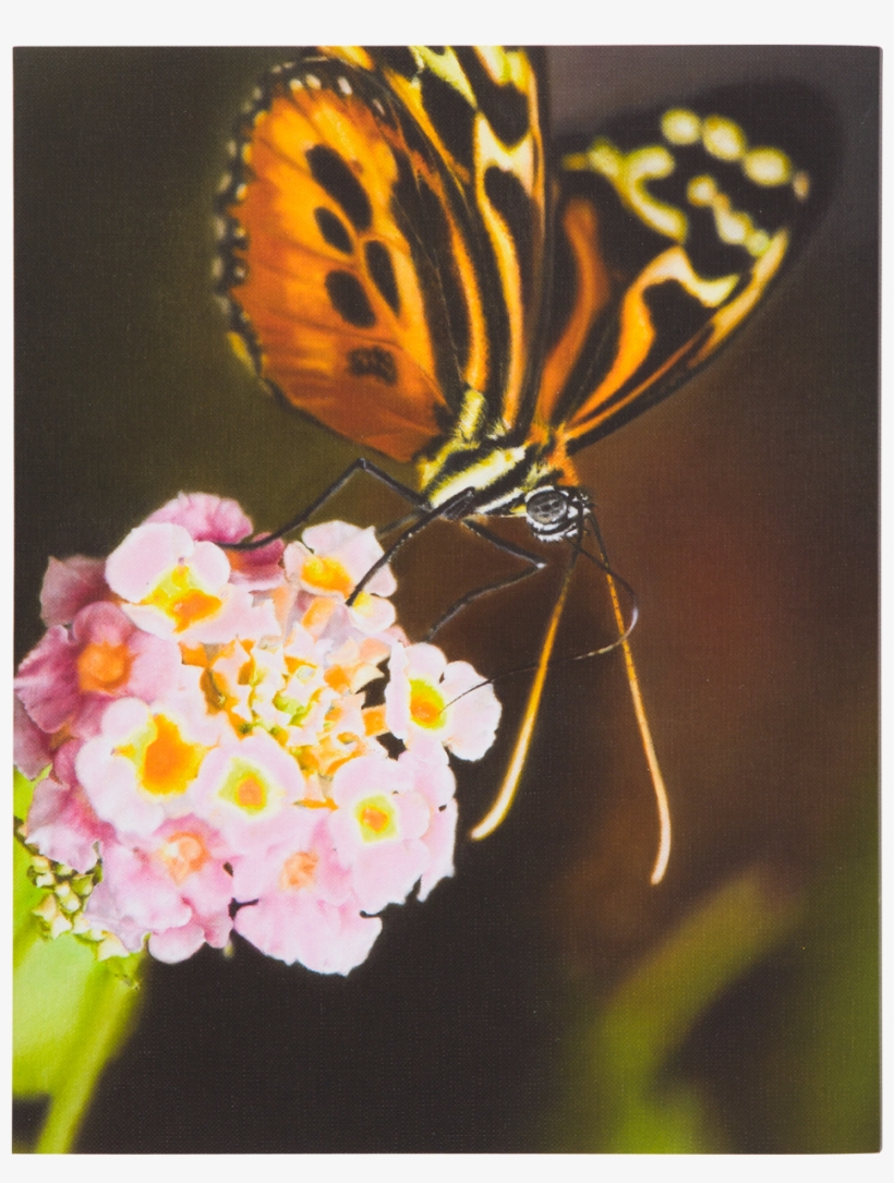 Damien Hirst Forgotten Promises Book - Brush-footed Butterfly, transparent png download