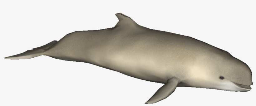 Creator - Platypus - Harbour Porpoise, transparent png download