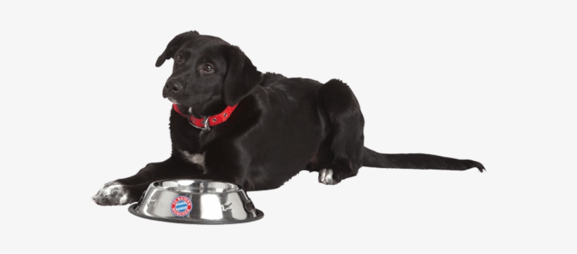 Dog Catches Something, transparent png download