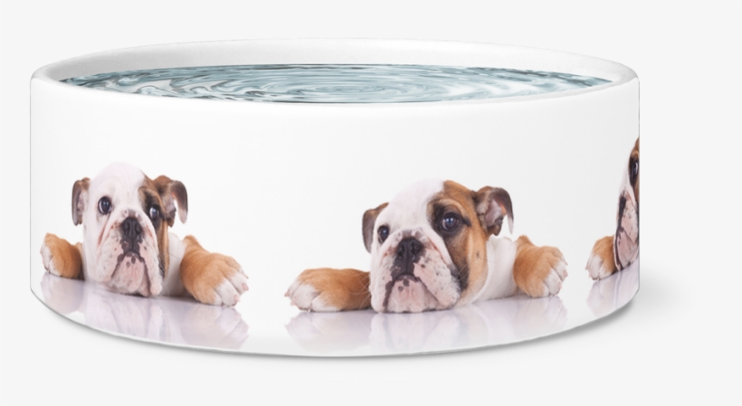 Large Dog Bowl, English Bulldogs Designer Dog Bowls - Boxer, transparent png download