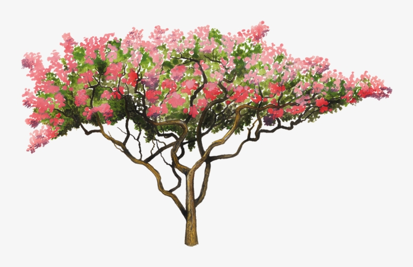 750 X 502 8 - Lagerstroemia Tree Png, transparent png download