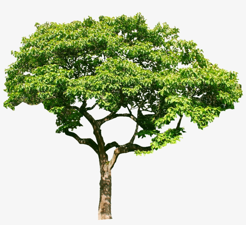 Oak, transparent png download