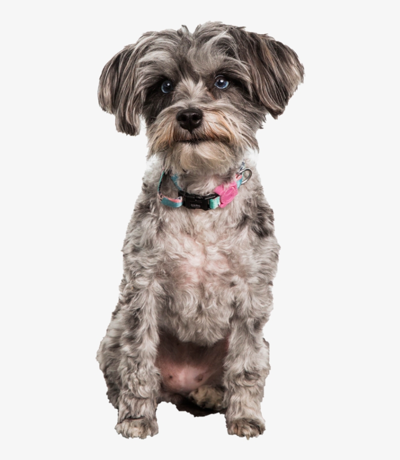 1 On 1 Dog Training Sessions - Yorkipoo, transparent png download