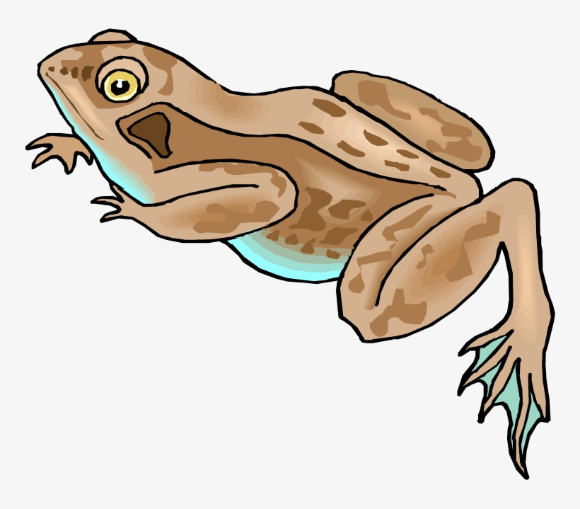 Frog - Brown Frog Clipart, transparent png download