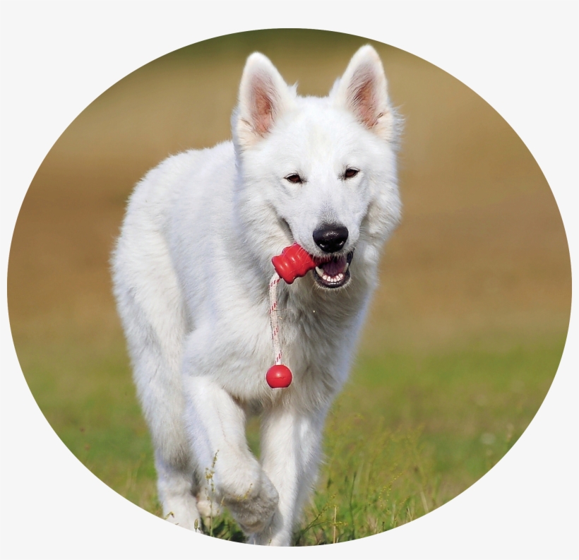 Doggie Daycare - Dog, transparent png download