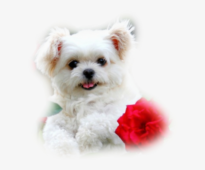 Kutya Vir Ggal Google Search Kuty K - Download Hd Wallpapers Puppies, transparent png download