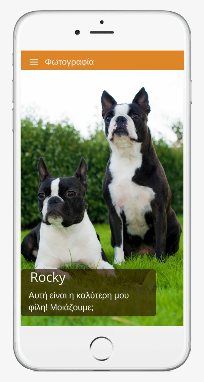 Doggo News Is A Mini Digital "newspaper" For Dogs - Boston Terrier Petit Gabarit, transparent png download