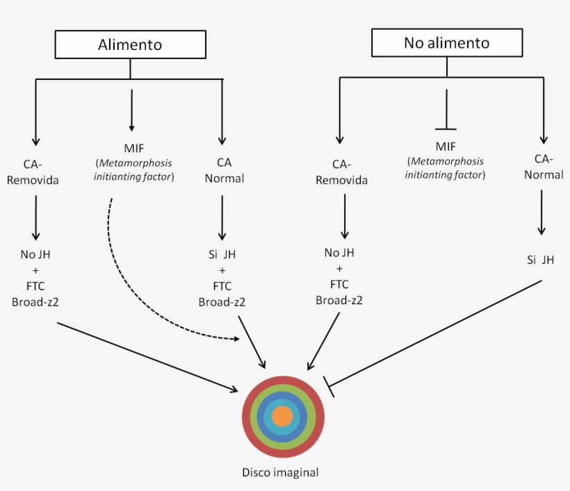 Del Desarrollo Del Disco Imaginal Bajo La Disponibilidad - Diagram, transparent png download