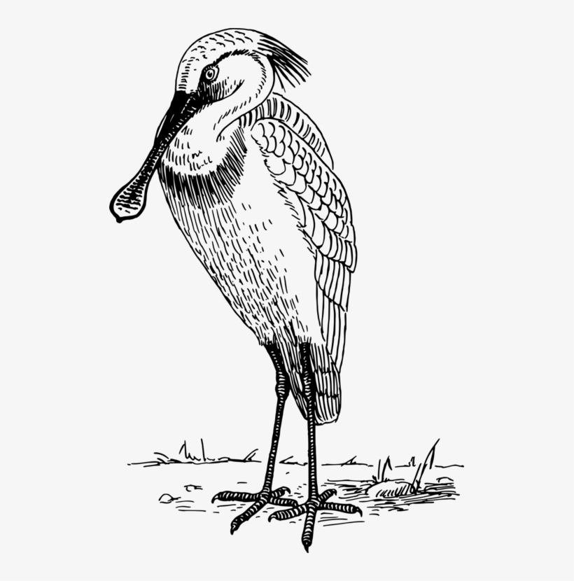 Beak Water Bird Bald Eagle Feather - Woodpecker, transparent png download