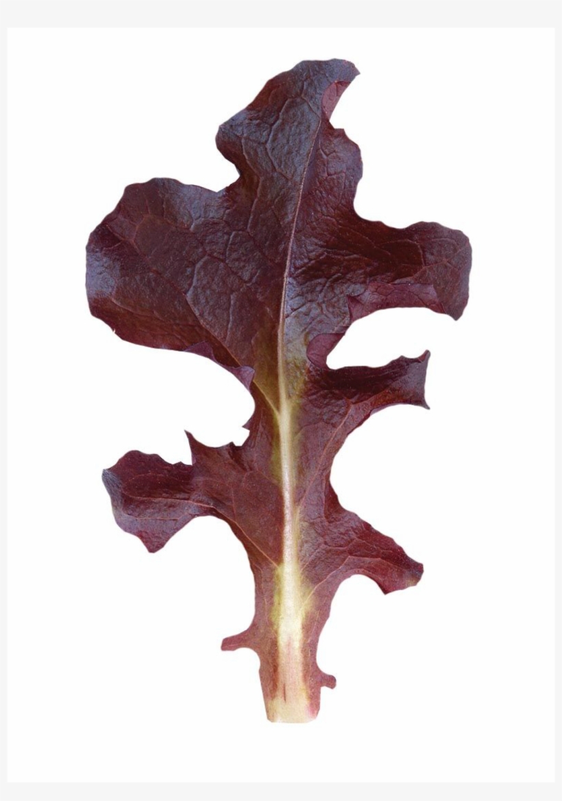 Red Saladbowl Oakleaf Lettuce - Maple, transparent png download