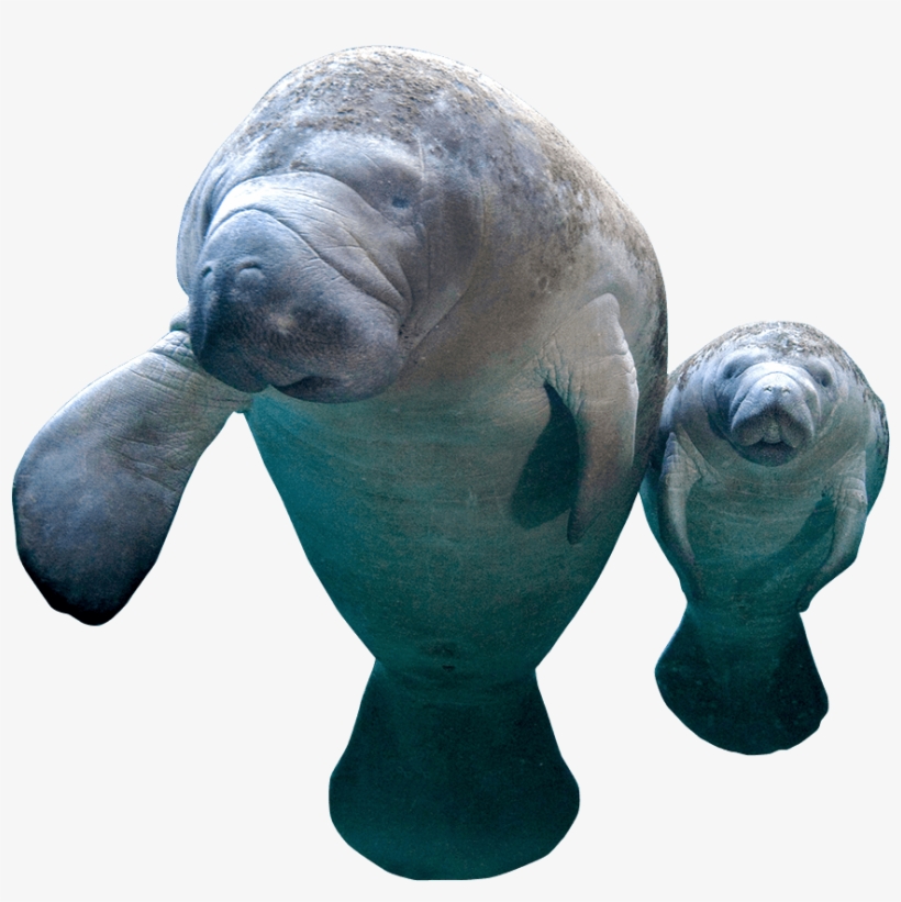 Manatee Png - Walrus Transparent PNG - 881x844 - Free Download on NicePNG
