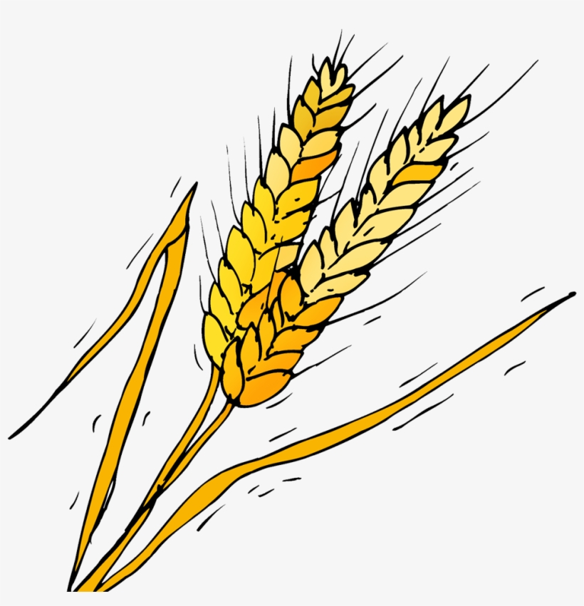 Barley - Phragmites, transparent png download