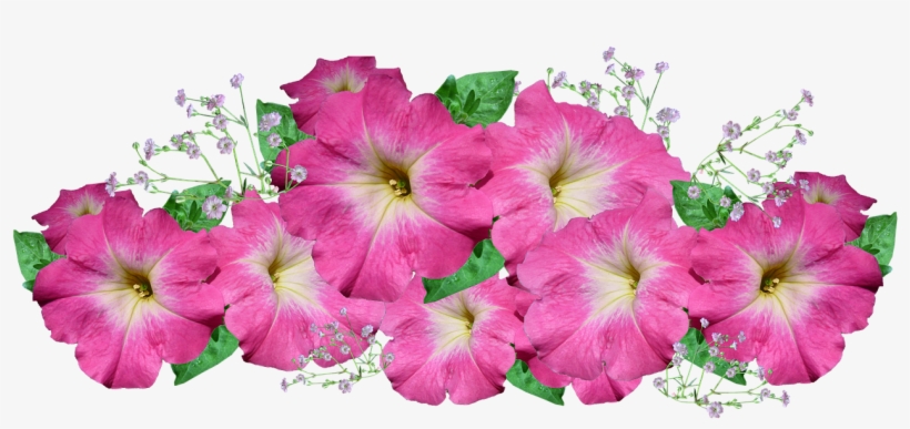 Master Gardener Volunteer Plant Sale - ดอกไม้ ติด บอร์ด Png, transparent png download