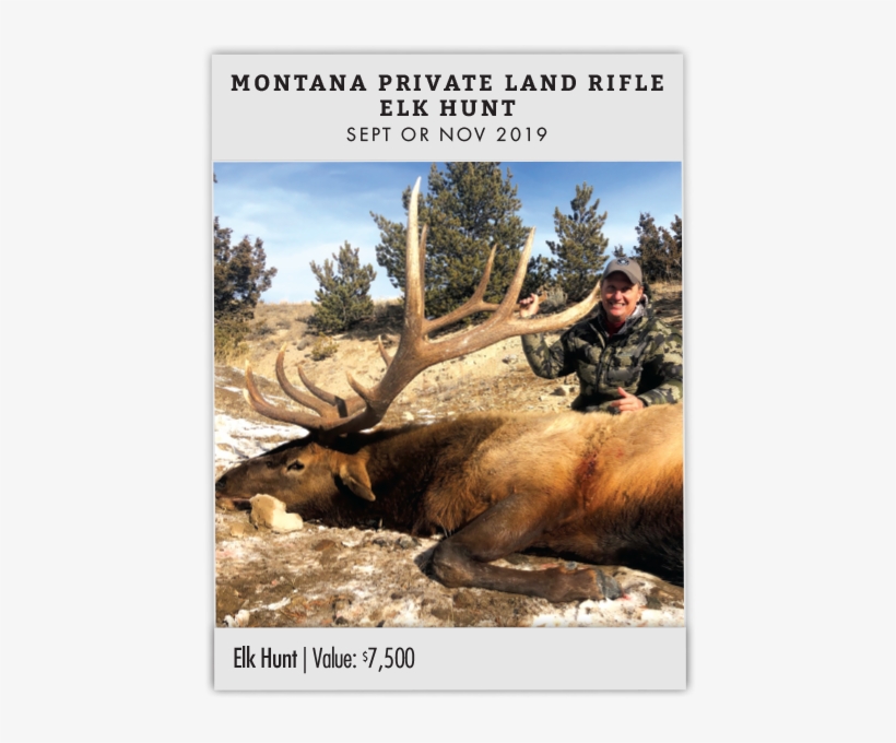 Montana Private Land Rifle Elk Hunt - Elk, transparent png download