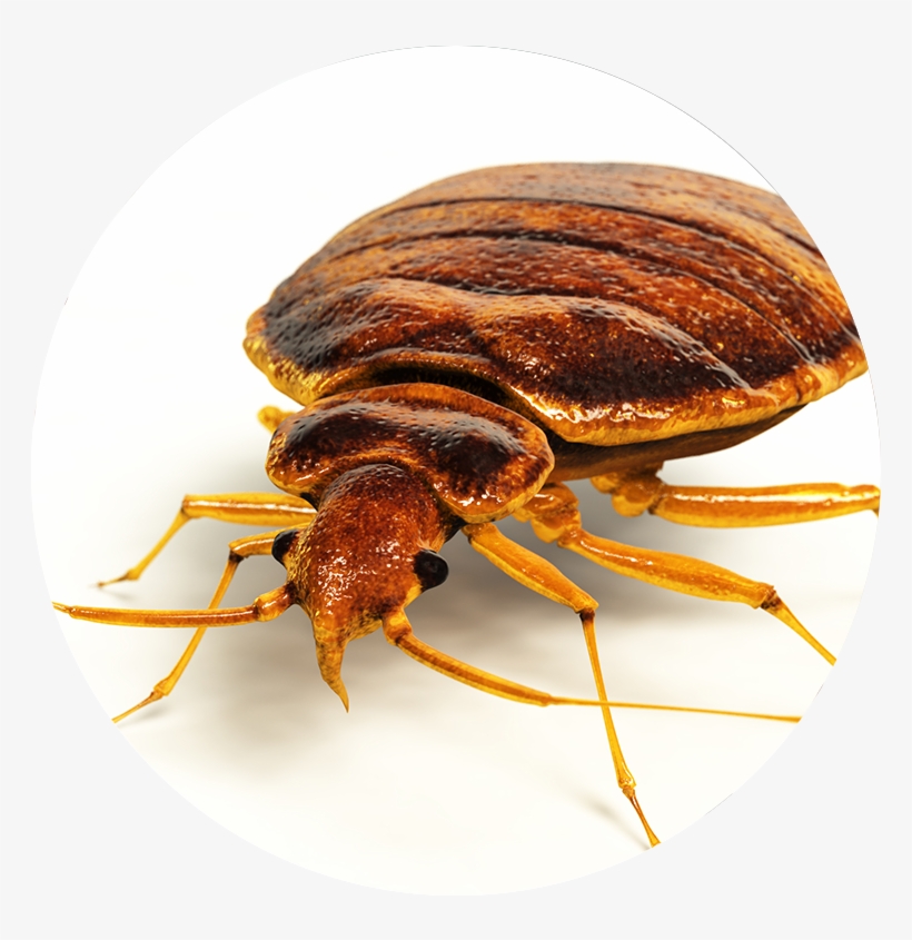 Bed-bugs - Little Round Flat Brown Bug, transparent png download