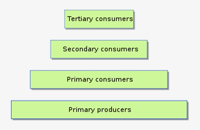 The Pyramid Of Energy Is - Ecological Pyramid, transparent png download