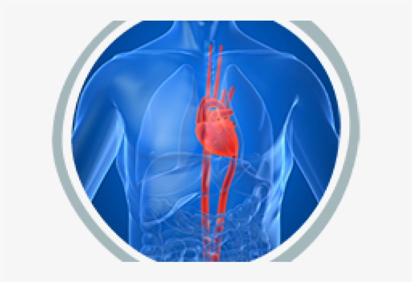 Lungs Png, transparent png download