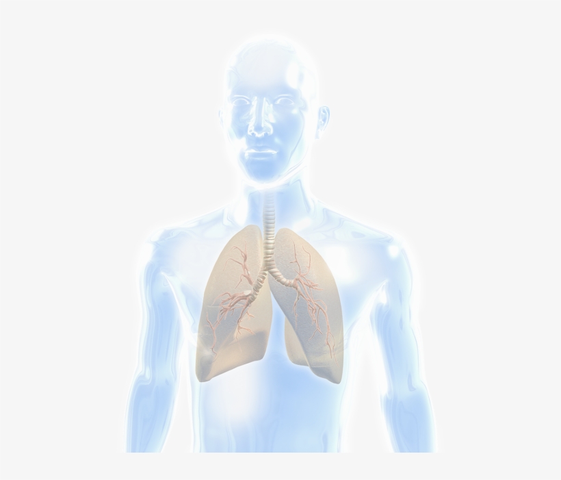 Lung - Illustration, transparent png download